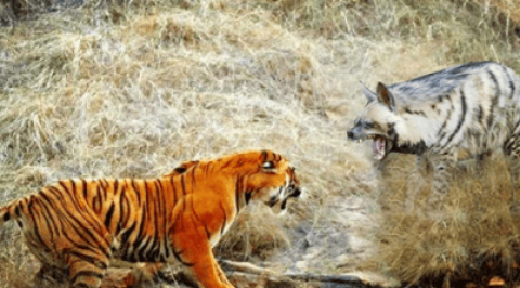 Can a tiger kill a hyena with one slap?