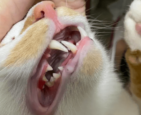 What to do if your cat’s gums are red and swollen