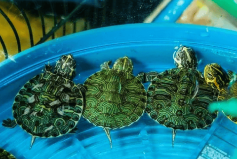 Tips on cleaning turtles, teach you three steps to clean turtles, clean and safe!