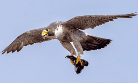 What kind of animal is a falcon? One of the top ten raptors in the world