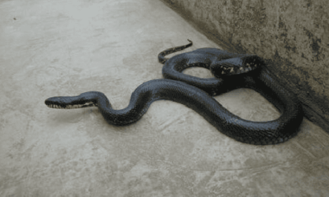 Are black snakes poisonous?