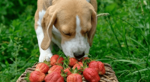 Can dogs eat strawberries?