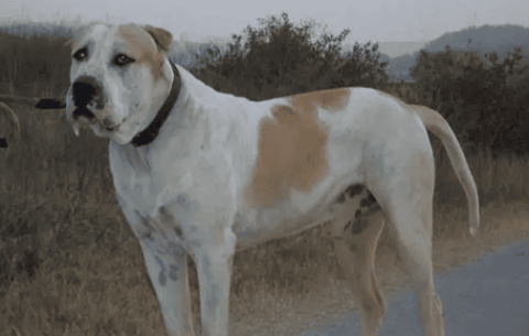 Physical Characteristics of the Kuda Dog: Advantages and Disadvantages