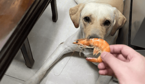 Can dogs eat shrimp?