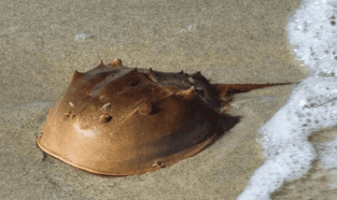 Will you go to jail if you eat horseshoe crab?