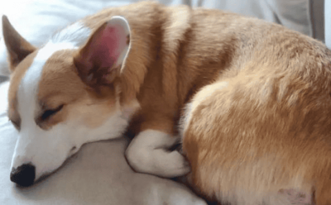 If your dog has these sleeping positions, it means he is very happy in your home