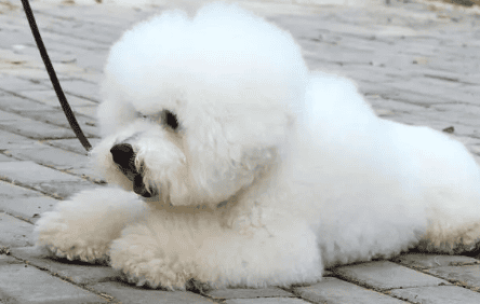 Beginner’s Guide to Raising a Bichon Frize