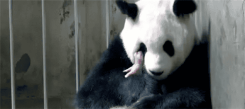 Why don't giant pandas like to mate?