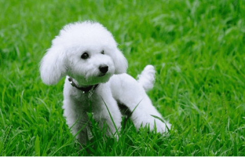 Can dogs drink coconut water?