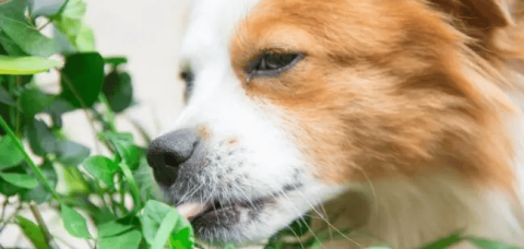 Can dogs eat peas?