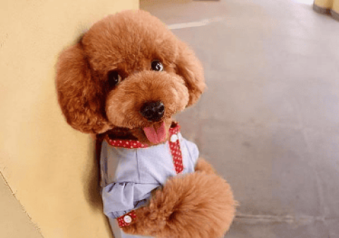 The most beautiful teddy dog ​​pictures