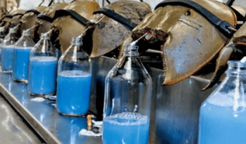 What are the effects of drinking horseshoe crab blood?