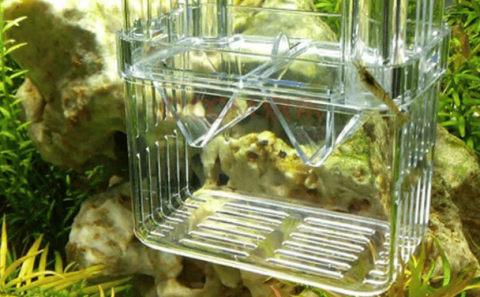 The most important solution to the ammonia nitrogen problem in guppy fish tanks