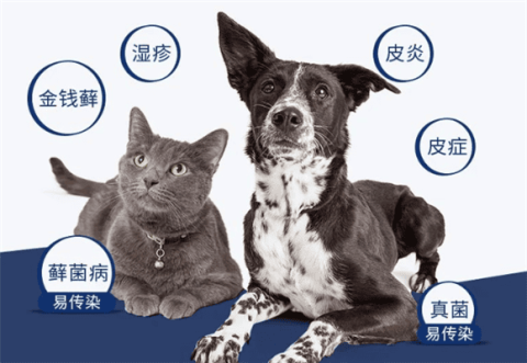 McGaughey will meet you at the Asian Pet Exhibition! The lowest discount of the year!