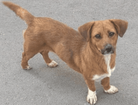 Yellow Dog with Four Legs and White Dog Sutra