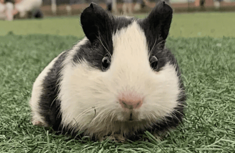 How to distinguish male and female guinea pigs?