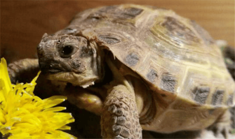 Reveal the four things turtles are most afraid of, which owners must know!