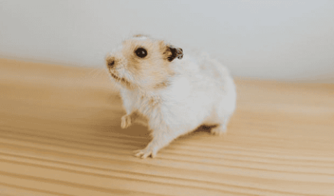 Hamsters are shedding a lot as summer approaches, don’t worry, this is normal!