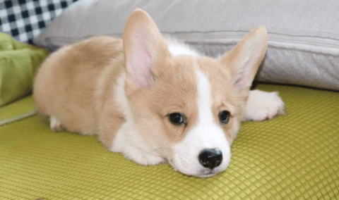 Can short-haired Corgis match long-haired ones?