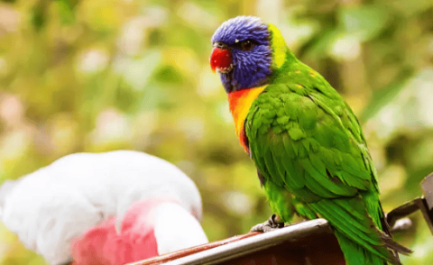 Why is your bird losing feathers every day? One article explains the pattern of parrot moulting!