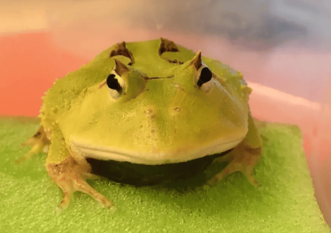 Horned frog, one of the species of horned frog