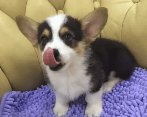 Picture gallery of black, yellow and white Corgi dogs