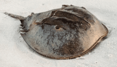 The difference between horseshoe crab and corpse turtle