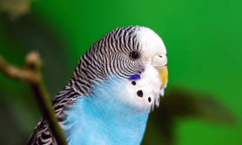 Is it normal for budgies to always sleep?