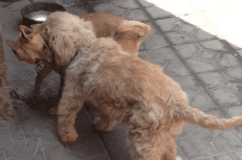 Deformed dog lying under the car in a cage with deformed legs