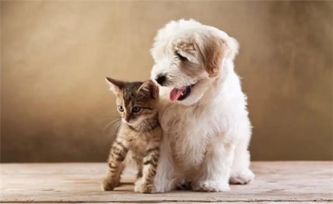 Tips on deworming dogs and cats