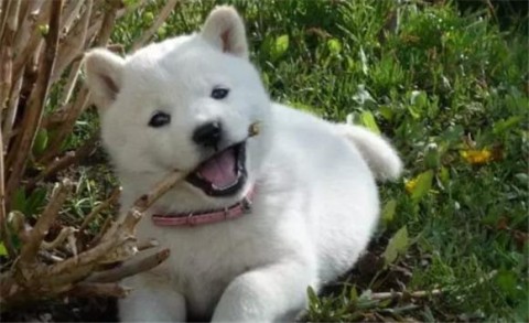 Is the Kishu dog a native dog?