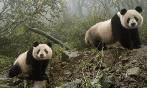 Giant pandas are so docile, do they have any natural enemies in the wild?