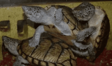 Turtle Encyclopedia︱How are baby turtles born? Breeding