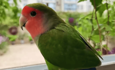 What do green peach and peony parrots eat?