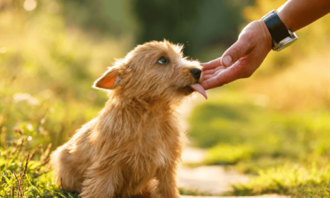 There are several major benefits of dogs 