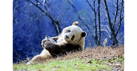 Hello! National treasure giant panda