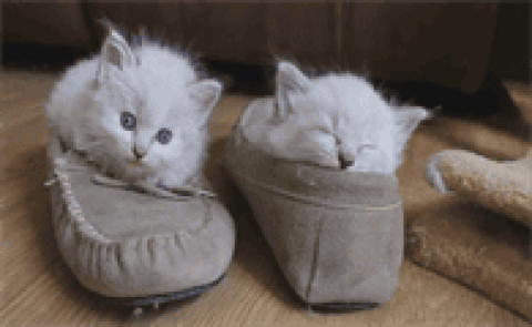 Cats like to sleep on shoes