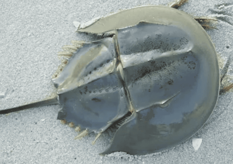 What’s so special about the horseshoe crab’s blue blood?