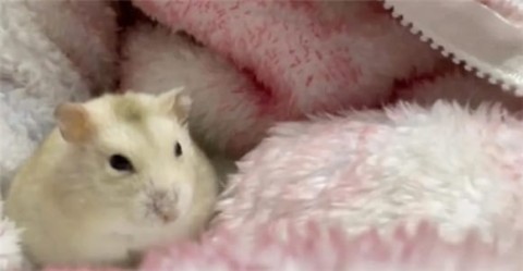 What is the suitable temperature for hamsters? After reading this, you will know the importance of temperature to hamsters!