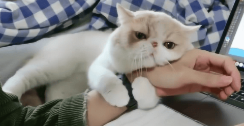 Cats like to rub against people but won’t cuddle them