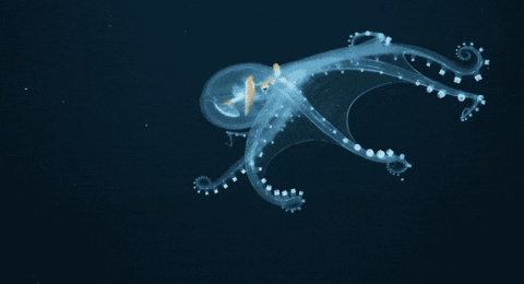 Rare transparent octopus with internal organs clearly visible