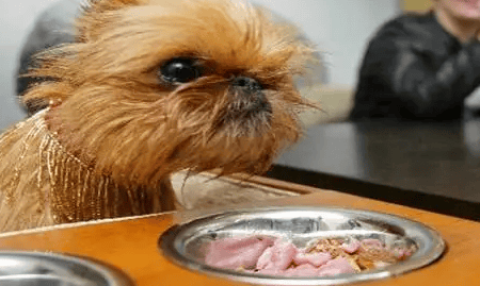 Can dogs eat pork liver?