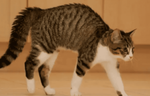 Cat’s back arches when walking