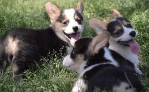 Which one looks better, black corgi or yellow corgi?