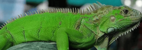 Do green iguanas have feelings and recognize their owners?