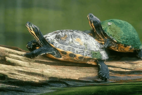 Why do you want a turtle? 5 reasons why you have to keep a turtle, 90% of people don’t know yet!