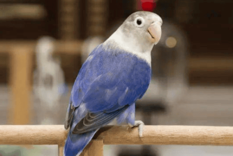 How to Tell the Age of a Violet Parrot