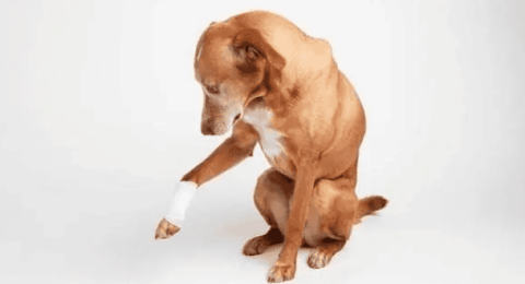 Symptoms of hip pain in dogs