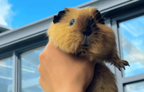 Popular science class|What a cute existence guinea pigs are