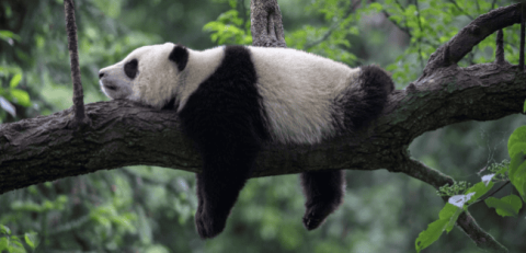 The giant panda actually wants to watch a short movie before having sex! Finally know why giant pandas are so rare